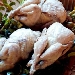 Quaglie al mirto - -
