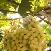 Raccolta uva bianca - -