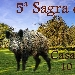 Sagra del Cinghiale - -