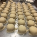 Sfogliatelle frolle in preparazione - -