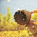 Soave Film Festival: L'uomo e la Madre Terra, 16- 19 novembre, Sala Garribba (Soave)
 - -