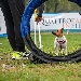 Torna a Napoli, in versione indoor, Quattrozampeinfiera dal 9 al 10 aprile, la citt� campana ospita la due giorni pet friendly pi� famosa d'Italia  - Informazione e formazione, incontro con le aziende, sport e sfilate con propri animali domestici 