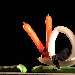 Ultimi appuntamenti Festil 2020 - 13 e 15 settembre
 - Migliori amici 13 settembre al Teatro Giuseppe Verdi di Muggia - ore 11

L'italiano � ladro 15 settembre al Teatro Palamostre di Udine - ore 21