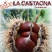Vesuvio'sShadow, eventi e gusto all'ombra del Vesuvio presenta il contest LA CASTAGNA - La Castagna sar� la protagonista del contest a premi