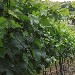 Corte dell'Azienda Gaggioli vista dai vigneti - -