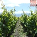 26/05/2013 - Cantine Aperte - Vini Sorrentino - Boscotrecase (NA) - -