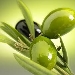 -olive per spremitura olio - -