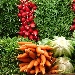 Ortaggi e verdure di stagione - -