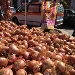 Cipolla d'Alife - -