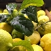 -limoni di Sorrento - -limoni di Sorrento