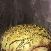 panettone J'adore by Daniele Unione - -