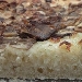 pizza ai funghi - -