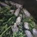 -salsiccia e friarielli - -