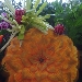 intaglio zucca1 - -