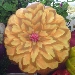 Intaglio Zucca 2 - -