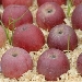 mela annurca - -