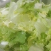 scarola liscia - -