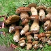 -Funghi stagionali - -