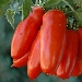 -pomodoro san marzano - -