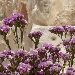 Fiori del Bed breafkast Soluco - Puglia