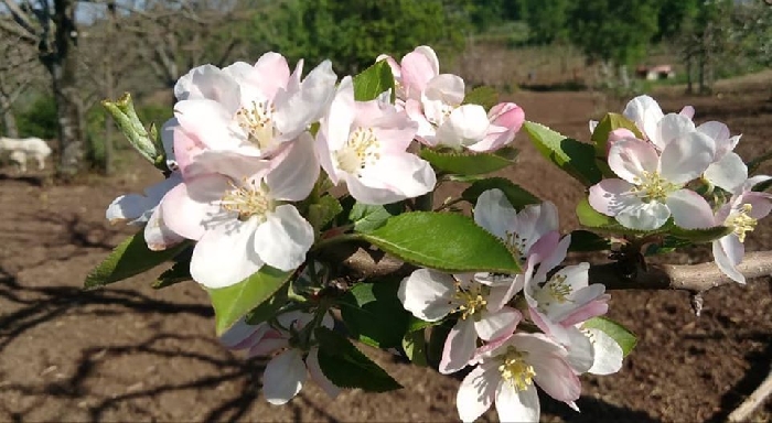 - Fiori di Mela Annurca