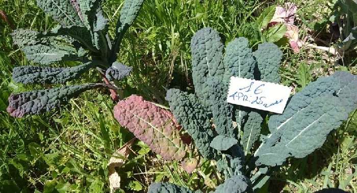 -Cavolo nero toscano