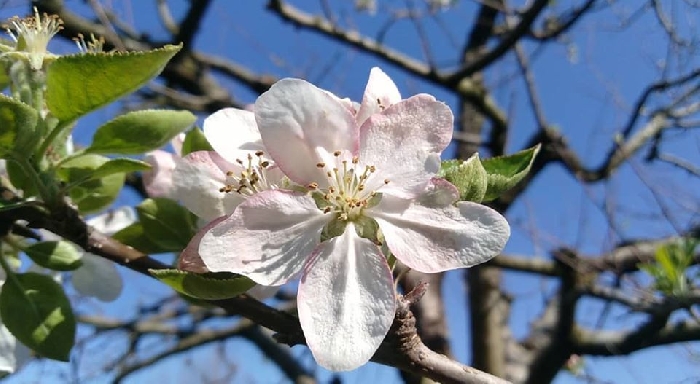 -Fiore di Mela Annurca