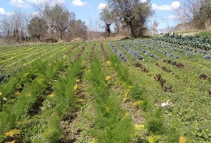 -Orto di Primavera