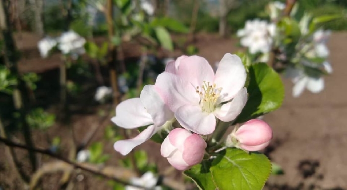 -Primavera. Fiore e Germoglio di Mela Annurca