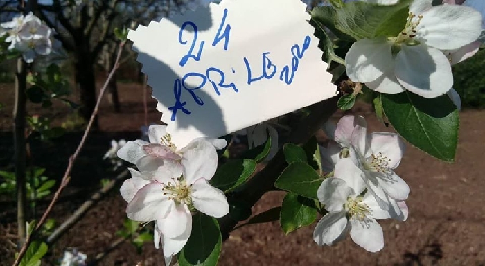 -Primavera. Fiori di Mela Annurca