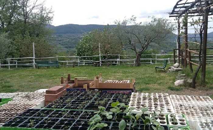 -Semenzaio di Zucca e di Zucchine