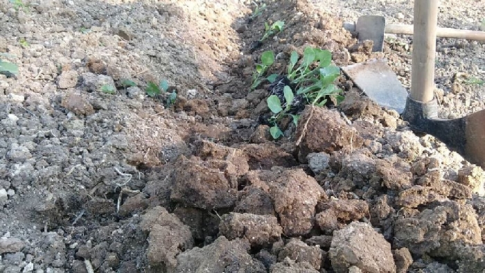 -Vangatura a mano, semina su terra di Argilla.