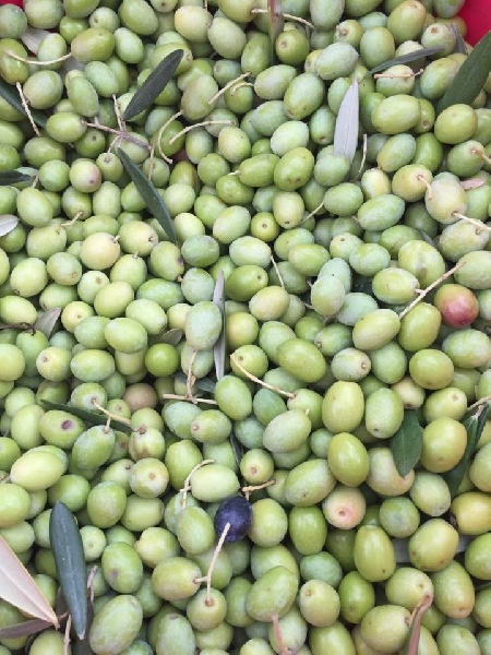 Olive di Perdifumo